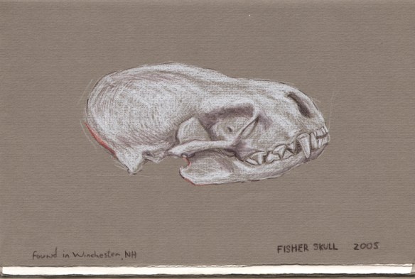 Fisher Skull Drawing